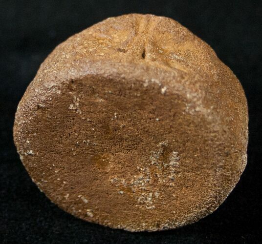 Worn Caudal Vertebrae (Tail Bone) - Two Medicine Formation #14813